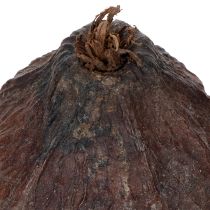 Artikel Kakaofrukt, naturlig, 10-18 cm, 15 bitar