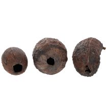 Artikel Kakaofrukt, naturlig, 10-18 cm, 15 bitar