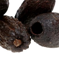 Kakaopodlar naturliga 10-18cm 15st