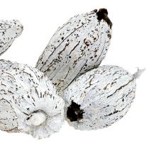 Kakaofrukter tvättade vita 15st
