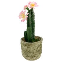 Kaktus i en kruka med blommorosa H 21cm