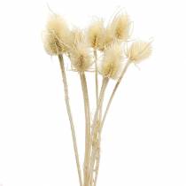 Teasel tistel blekt 8 st