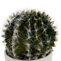 Kaktus i kruka grön 14cm