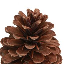 Artikel Kotar Pinus Maritima maritima tallkottar dekoration 12-13cm 3 st