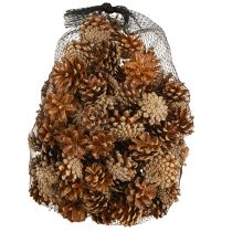 Artikel Kottar Skotsk tall Pinus sylvestris H3–5 cm 1 kg