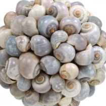 Deco boll havssnigel skal boll naturlig dekoration maritim Ø19cm