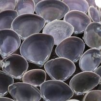 Artikel Skalkula Maritim dekoration med snäckor Decokula violett Ø12cm