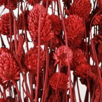 Artikel Globe amaranth Gomphrena Globosa i mörkröd L45cm 100g