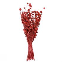 Artikel Globamarant (Gomphrena globosa), röd, torr, 45 cm, 100 g