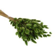 Artikel Torkad Lagurus (Harstjärtgräs) 65-70 cm 75 g