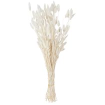 Artikel Torkade blommor Lagurus Natural – fluffigt kaninstjärtgräs i gräddvit 55-70 cm 100 g