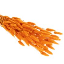 Artikel Lagurus-knippe av sammetsgräs, torkat, 70 cm, 100 g