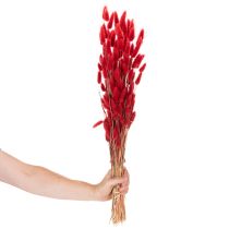 Artikel Torkad Lagurus-knippe, torkad blomdekoration, 70 cm, 100 g