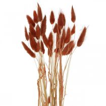 Torrt gräs rostrött, naturlig dekoration, lagurus, torrt blommönster L45–50cm 30p