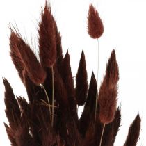 Torrt blommor, dekorativt gräs, Lagurus Brown L35–50cm 25g
