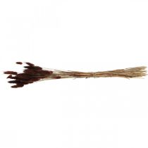 Artikel Torrt blommor, dekorativt gräs, Lagurus Brown L35–50cm 25g