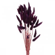 Sammetsgräsviol, kaninstjärtgräs, Lagurus L18-50cm 25g