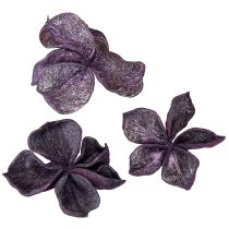 Artikel Landlotus Mix Blackberry, Old Pink 50 st