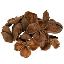 Artikel Landlotus Natur 50 st