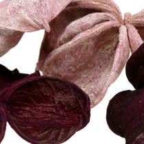Artikel Landlotus Mix Blackberry, Old Pink 50 st