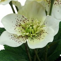Fastelavsros Hellebore julroskruka konstgjorda blommor H25cm vit