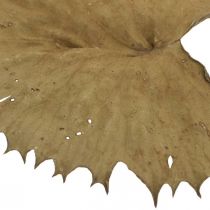 Artikel Torkade lotusblad naturlig torr dekoration näckrosblad 50 st