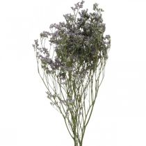 Torra blommor, havslavendel, Statice Tatarica, havslavendel, Limonium Violet L45–50cm 30g