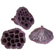 Artikel Lotuskapslar, torr blommor, lotuslök rosa, tvättad vit 50 stycken