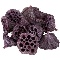 Artikel Lotuskapslar, torr blommor, lotuslök rosa, tvättad vit 50 stycken