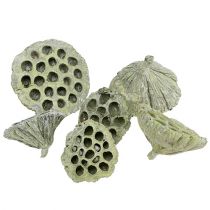 Artikel Lotusflaskmix gröntvättad Ø6cm - 10cm 50 st