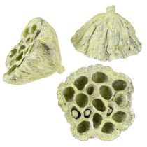 Artikel Lotusflaskmix gröntvättad Ø6cm - 10cm 50 st