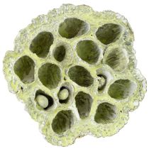 Artikel Lotusflaskmix gröntvättad Ø6cm - 10cm 50 st