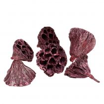 Artikel Lotuskapslar, torr blommor, lotuslök rosa, tvättad vit 50 stycken