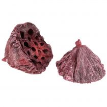 Artikel Lotuskapslar, torr blommor, lotuslök rosa, tvättad vit 50 stycken