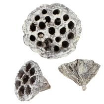 Artikel Lotos Naturlig Dekorativ Lotusflaska Vitkalkad 6-8cm 50 st