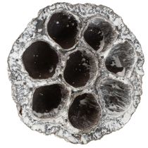 Artikel Lotos Naturlig Dekorativ Lotusflaska Vitkalkad 6-8cm 50 st
