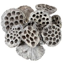 Artikel Lotos Naturlig Dekorativ Lotusflaska Vitkalkad 6-8cm 50 st