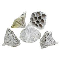 Artikel Lotus Natural Deco Lotus Lampa Vit Tvättad 6-8cm 50 st