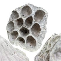 Artikel Lotus Natural Deco Lotus Lampa Vit Tvättad 6-8cm 50 st