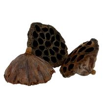 Artikel Lotuskolv stor 100 stycken naturell
