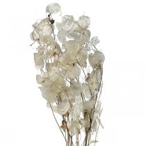 Lunaria torkade blommor månviolett silverblad torkade 60-80cm 30g