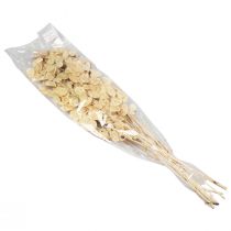 Artikel Lunaria Deco Moon Violet Silver Blad Torkat 90cm 100g