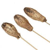 Artikel Mahogny Pod Pods Torrdekoration Naturlig 45cm 50 st
