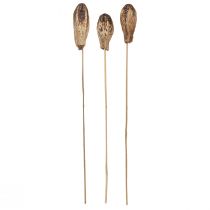 Artikel Mahogny Pod Pods Torrdekoration Naturlig 45cm 50 st