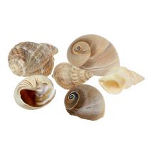 Maritim deco skalmix natur 400g