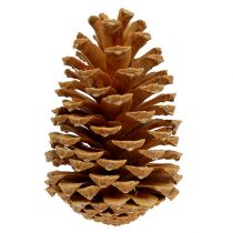 Artikel Maritima strutar grädde-vanilj blandad 5-18cm 25 st