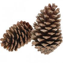 Artikel Maritima kottar, sorgeflorister, adventsdekoration, naturprodukt H12-15cm Ø6,5-10cm 50 st.