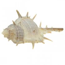 Maritim dekoration snigelskal taggig snigel 3-6cm 1kg