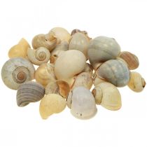 Maritim dekoration snigelskal naturliga sniglar tomma 2-5cm 1kg