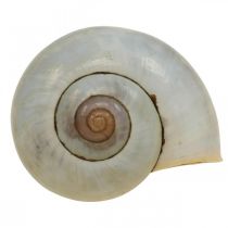 Maritim dekoration snigelskal naturliga sniglar tomma 2-5cm 1kg